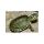 Trachemys Venusta