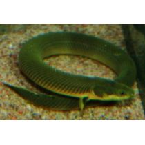 Käärmekala, Erpetoichthys calabaricus