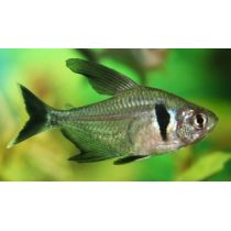 Musta-aavetetra, Megalamphodus megalopterus (ent.Hyphessobrycon megalopterus)