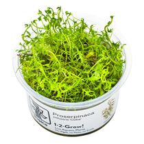1-2-grow! Proserpinaca palustris "cuba"