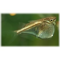 Kääpiötapparakala, Garnegiella marthae villi, (Momon-joesta), (tullut 7.10.2026, joten vielä karanteenissa vähintään 28.10.2026 asti, varata voi jo maksua vastaan tai voi hakea omaan karanteeniin)