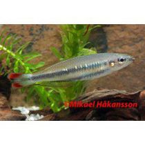 Revontulikala, Bedotia madagascariensis