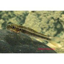 Viherimubarbi, Garra ceylonensis