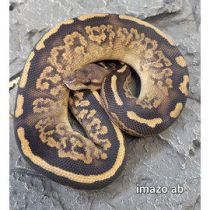 Kuningaspyton Black Head Het P Hypo (Cites)  Python regius