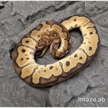 Kuningaspyton Clown (Cits) Python regius