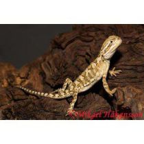 Pogona henrylawsoni, kääpiöparta-agama 10-12cm