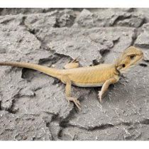 Pogona vitticeps, parta-agama "Witblits" 20-30cm