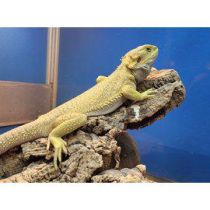 Pogona vitticeps, parta-agama "Zero" 20-25cm