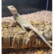 Pogona vitticeps, parta-agama "Zero" 15-20cm