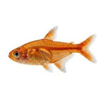 Hehkutetra, Hyphessobrycon amandae