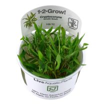 1-2-Grow Cryptocoryne wendtii "Green", vihreä ruskomelalehti