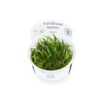 1-2-Grow Helanthium tenellum "Green", pikkusuokki