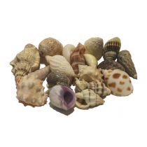 Hobby Sea Shells Set S-koko