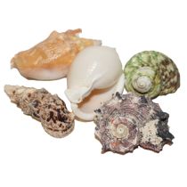 Hobby Sea Shells Set L-koko
