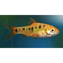 keltabarbi Puntius semifasciolatus m. schuberti