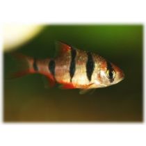 Kuusiraitabarbi Desmopuntius hexazona