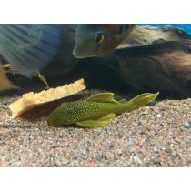 L-200 Hemiancistrus subviridis, Topaasipleko