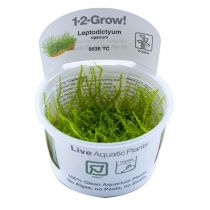 1-2-Grow Leptodictyum riparium, saukonsammal