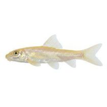 Levänuoliainen kultainen, Gyrinocheilus aymonieri "gold"