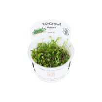 1-2-Grow Marsilea crenata, apilasaniaislaji