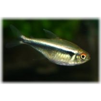 Mustaneontetra, Hyphessobrycon herbertaxelrodi