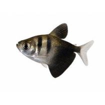 Mustatetra, Gymnocorymbus ternetzi