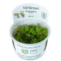 1-2-Grow Phyllanthus fluitans, kellustyräkki