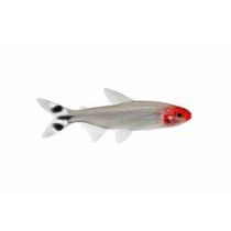 Punasuutetra, Petitella rhodostoma (ent.Hemigrammus / Petitella rhodostomus)