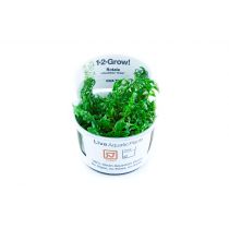 1-2-Grow Rotala rotundifolia "Green", "vihreä hentorotala"