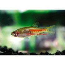 Rubiiniseeprakala, Danio choprae