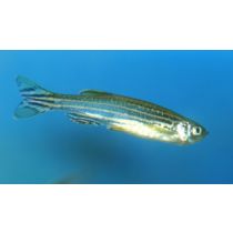 seeprakala Danio rerio