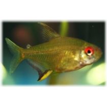 Sitruunatetra, Hyphessobrycon pulchripinnis