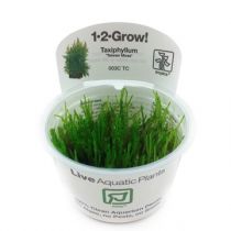 1-2-Grow Taxiphyllum alternans 'Taiwan moss', Taiwanin sammal