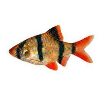 Tiikeribarbi, Puntigurus tetrazona