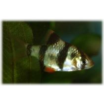 tiikeribarbi Puntius anchisporus (tetrazona)