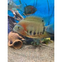 Vanneahven "red shoulder", Heros efasciatus "rotkeil" 8-12cm