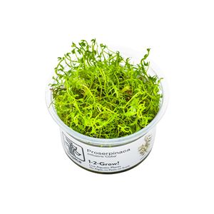 1-2-grow! Proserpinaca palustris "cuba"