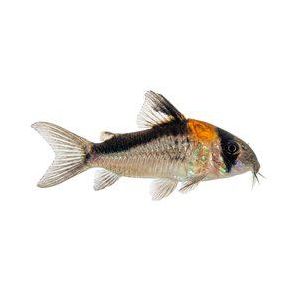 Helomonninen, Hoplisoma duplicareum (ent. Corydoras duplicareus)