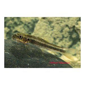 Viherimubarbi, Garra ceylonensis