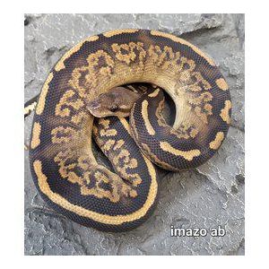 Kuningaspyton Black Head Het P Hypo (Cites) Python regius