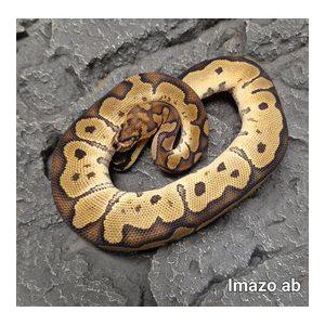 Kuningaspyton Clown (Cits) Python regius