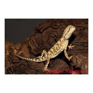 Pogona henrylawsoni, kääpiöparta-agama 10-12cm