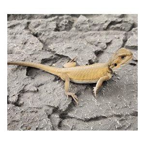 Pogona vitticeps, parta-agama "Witblits" 20-30cm