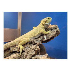 Pogona vitticeps, parta-agama "Zero" 20-25cm