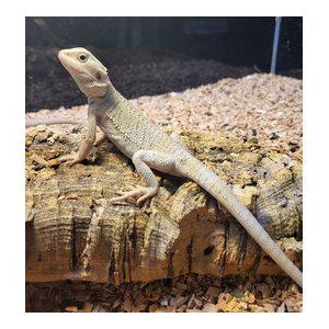 Pogona vitticeps, parta-agama "Zero" 15-20cm