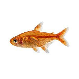 Hehkutetra, Hyphessobrycon amandae