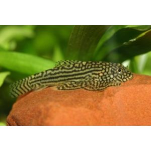 Juovaperhosnuolainen, Sewellia lineolata