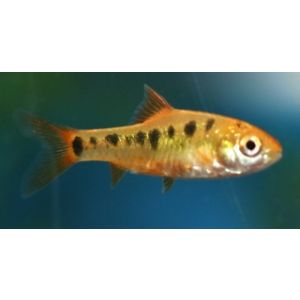 keltabarbi Puntius semifasciolatus m. schuberti