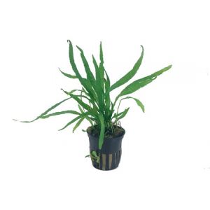 Microsorum (Leptochilus) pteropus "Narrow" kapealehtinen jaavansaniainen