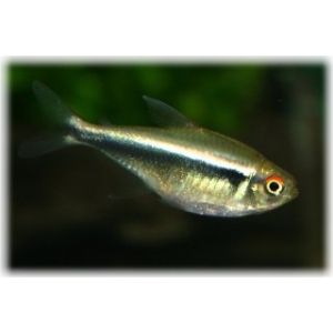 Mustaneontetra, Hyphessobrycon herbertaxelrodi